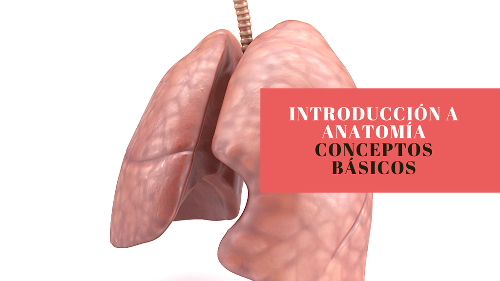 CURSO DE ANATOMIA