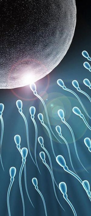 EMBRIOLOGÍA- Dr. Ayax Rizo 1er Parcial (Irregulares)