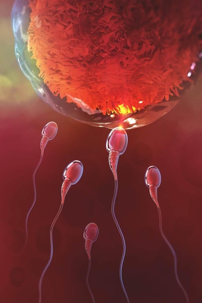 EMBRIOLOGÍA- Dr. Ayax Rizo Intensivo 1er Parcial Regulares Completo