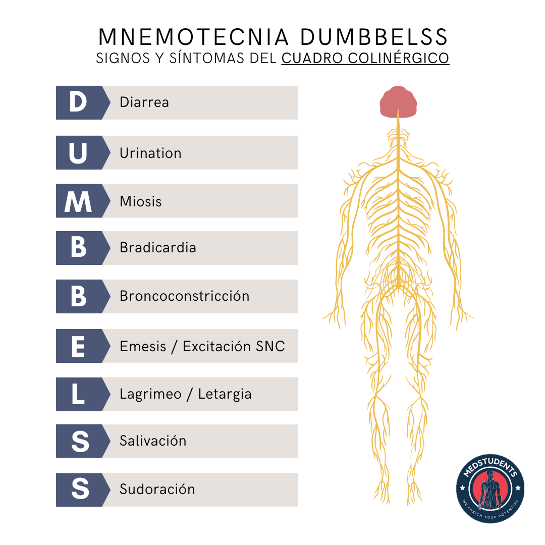 1. Mnemotecnia DUMBBELSS (Cuadro Colinérgico)